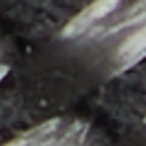 Cabianca - Image 2