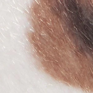 Cassiee - Image 2