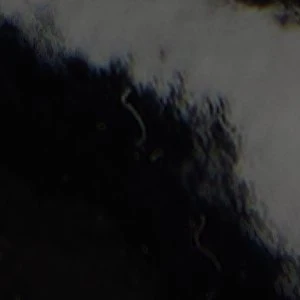 Windsorr - Image 2